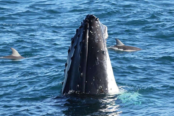 Phillip Island Dolphin and Whale Cruise