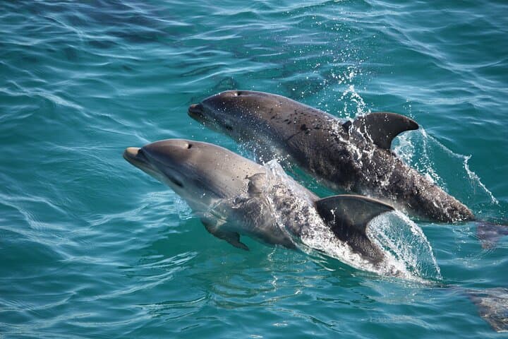Mornington Peninsula Dolphin and Seal Cruise