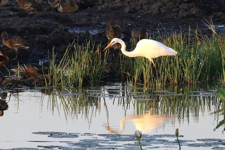 Darwin Wetlands and Wildlife Small Group Tour