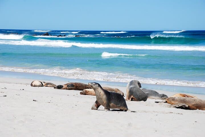 Flinders Chase Tour from Kangaroo Island Cruise Port image 2