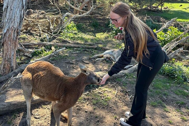 Phillip Island Day Trip with Surfing, Go Karts and Penguins